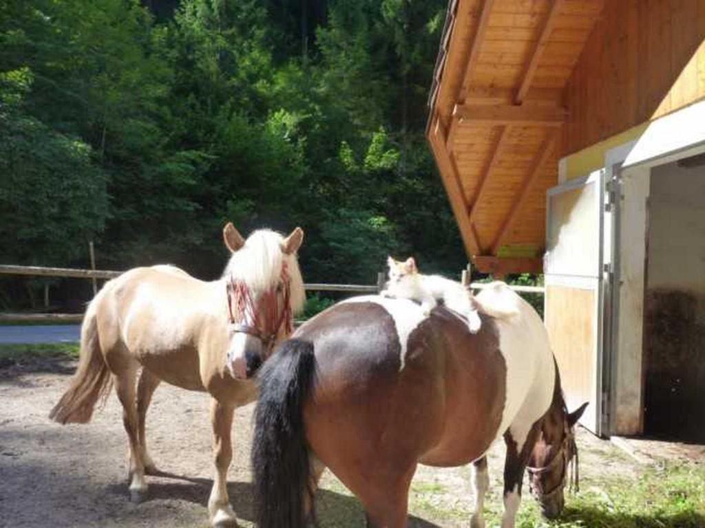 Gästehaus Forstner Loich Exteriör bild